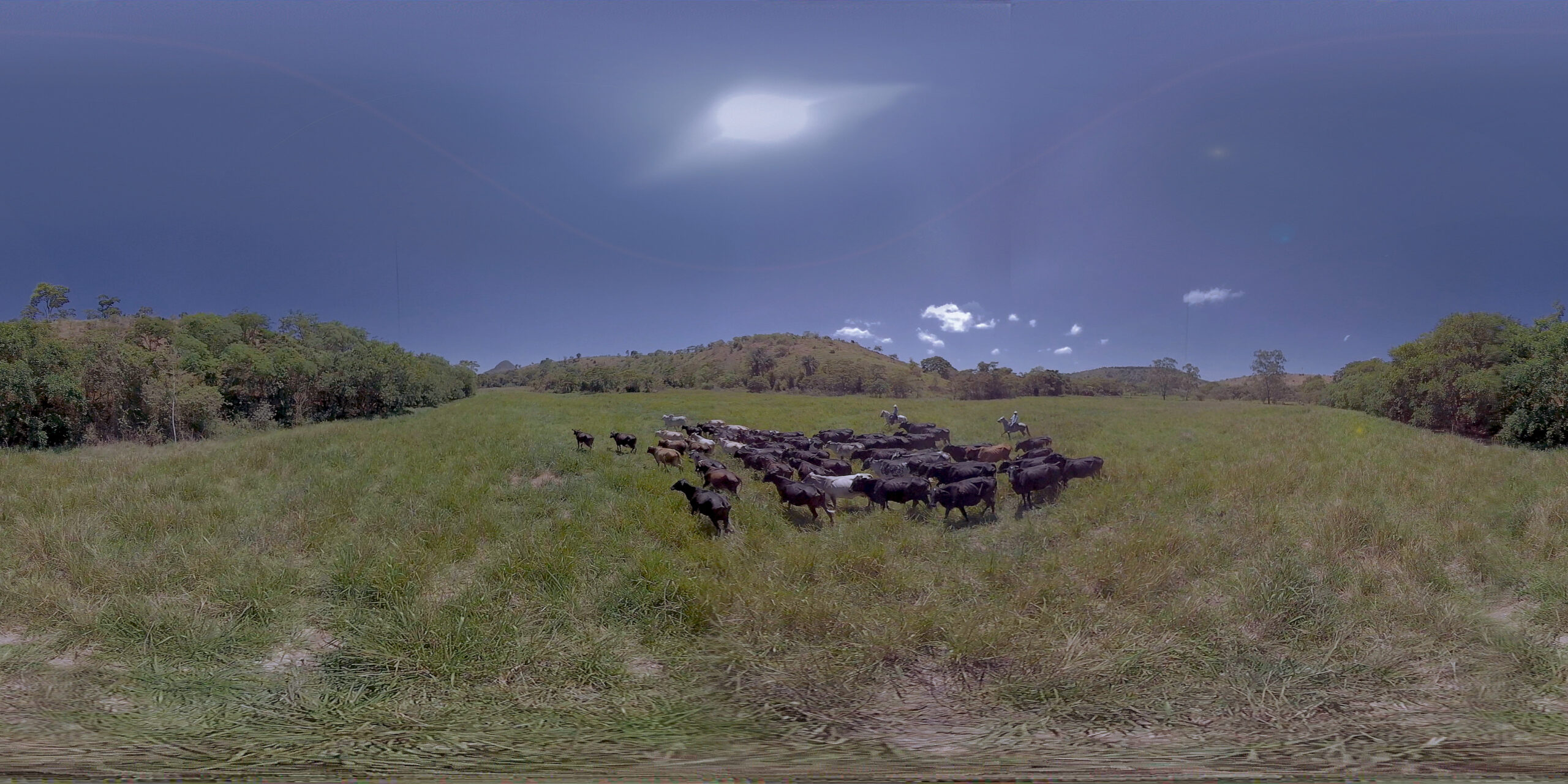 4-aerea-vacas